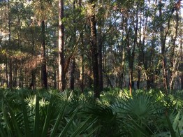 trees and palmettos