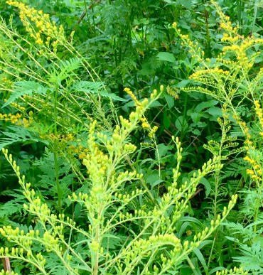 Goldenrod