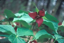 trillium-erectum-in-dlong-b
