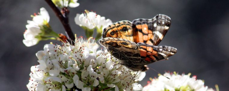 cropped-cropped-butterfly311