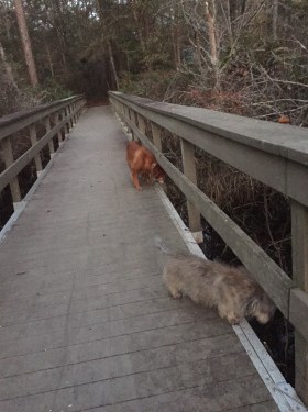 dogs on walk