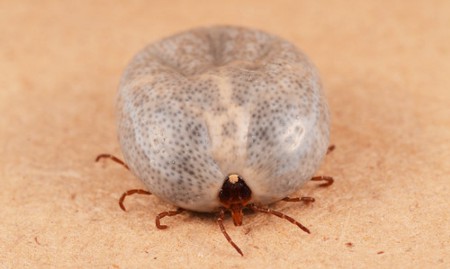 Blood-fed, engorged female lone star tick, Amblyomma americanum (Linnaeus). Photograph by Lyle Buss.